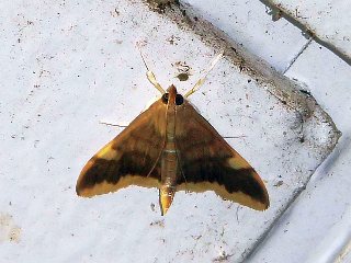 Sinibotys butleri
