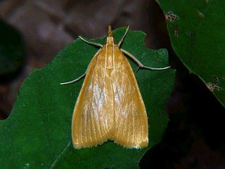 Prodasycnemis inornata