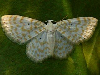 Asthena corculina