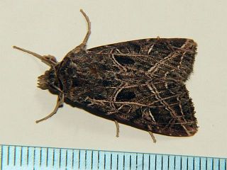 Dictyestra dissecta