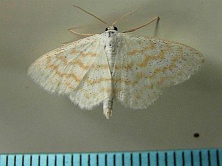 Scopula superior