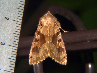 Clavipalpula aurariae