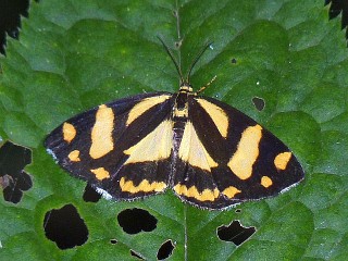 Psychostrophia melanargia