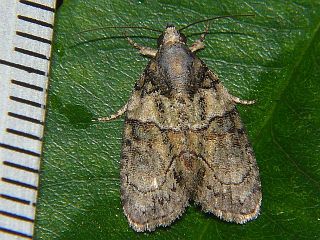 Cryphia mitsuhashi