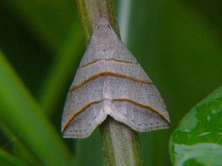 Colobochyla salicalis