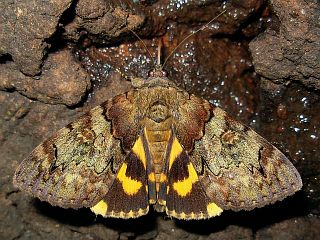Catocala patala