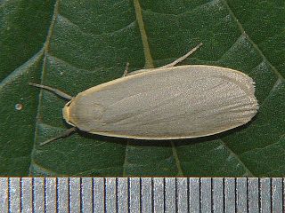 Eilema aegrota