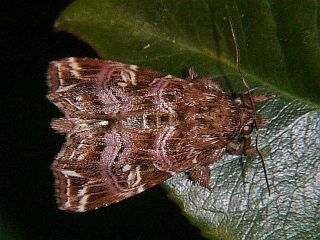 Callopistria japonibia