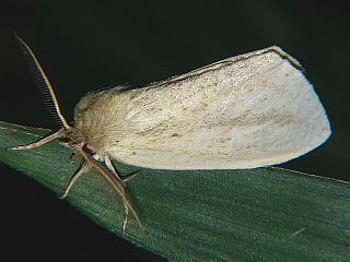 Torigea straminea