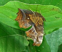 Polygonia c-aureum