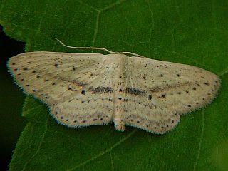 Scopula emissaria lactea