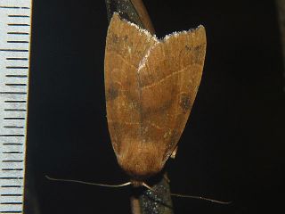 Telorta edentata