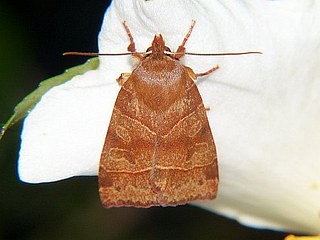 Telorta edentata