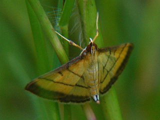 Cnaphalocrocis medinalis