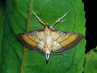 Cnaphalocrocis medinalis