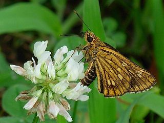 Thoressa varia