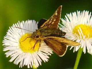 Thoressa varia