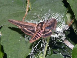 Sphinx constricta
