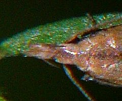 Dichomeris acuminata