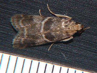 Trachycera pseudodichromella