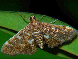 Piletocera sodalis