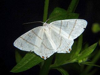 Ourapteryx obtusicauda
