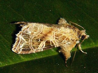 Callopistria pulchrilinea