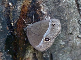 Mycalesis francisca