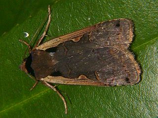 Albocosta triangularis