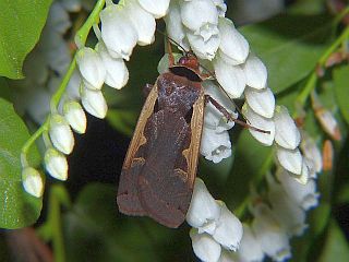 Albocosta triangularis