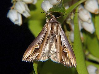 Actinotia intermediata