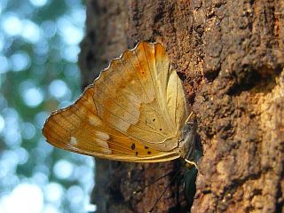 Apatura metis substituta