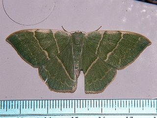 Geometra glaucaria