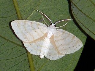 Cabera purus