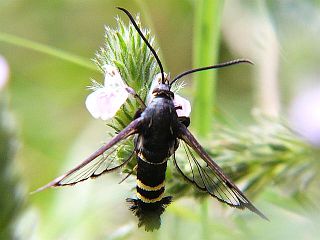 Synanthedon hector