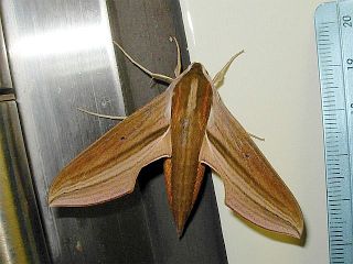 Theretra japonica