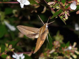 Theretra japonica