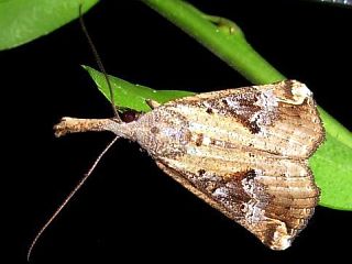 Hypena pulverulenta