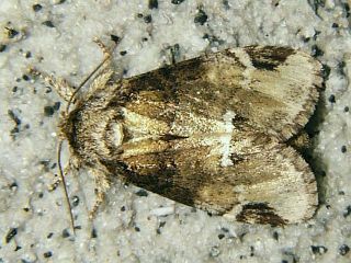 Drymonia japonica