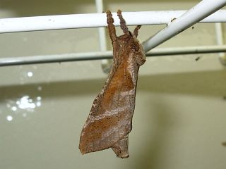 Endoclita excrescens