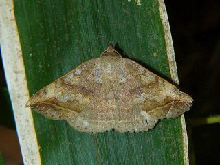 Blasticorhinus ussuriensis