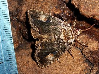 Anacronicta caliginea