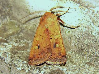 Diarsia deparca