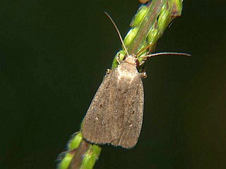 Athetis lepigone
