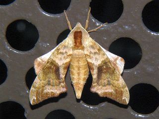 Smerinthus tokyonis