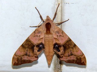 Smerinthus tokyonis