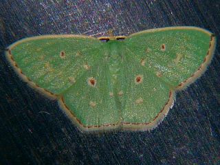 Comostola subtiliaria nympha
