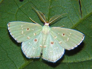 Comostola subtiliaria nympha