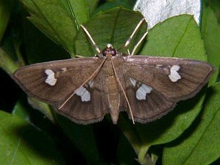 Pleuroptya inferior