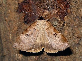 Lygephila maxima